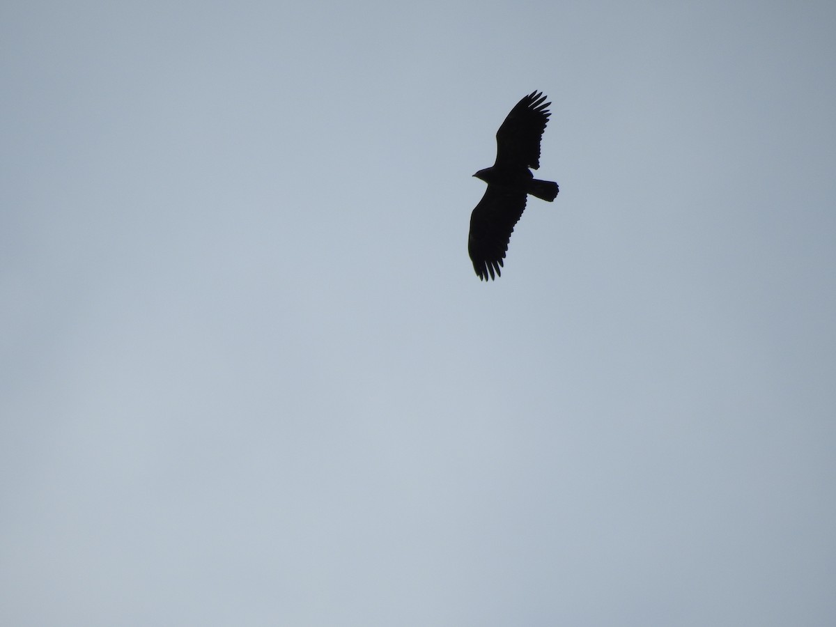 Lesser Spotted Eagle - ML645685772