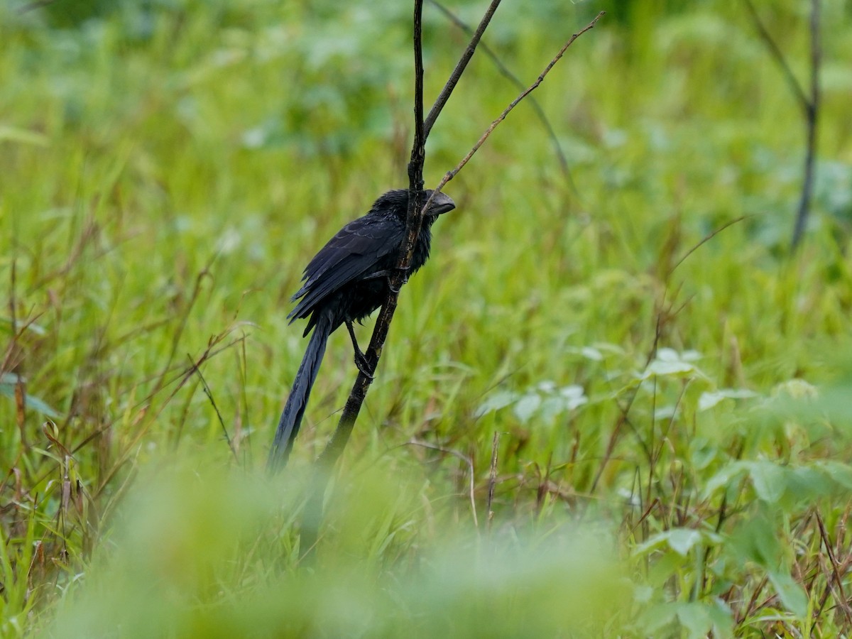 glattnebbani - ML645685776