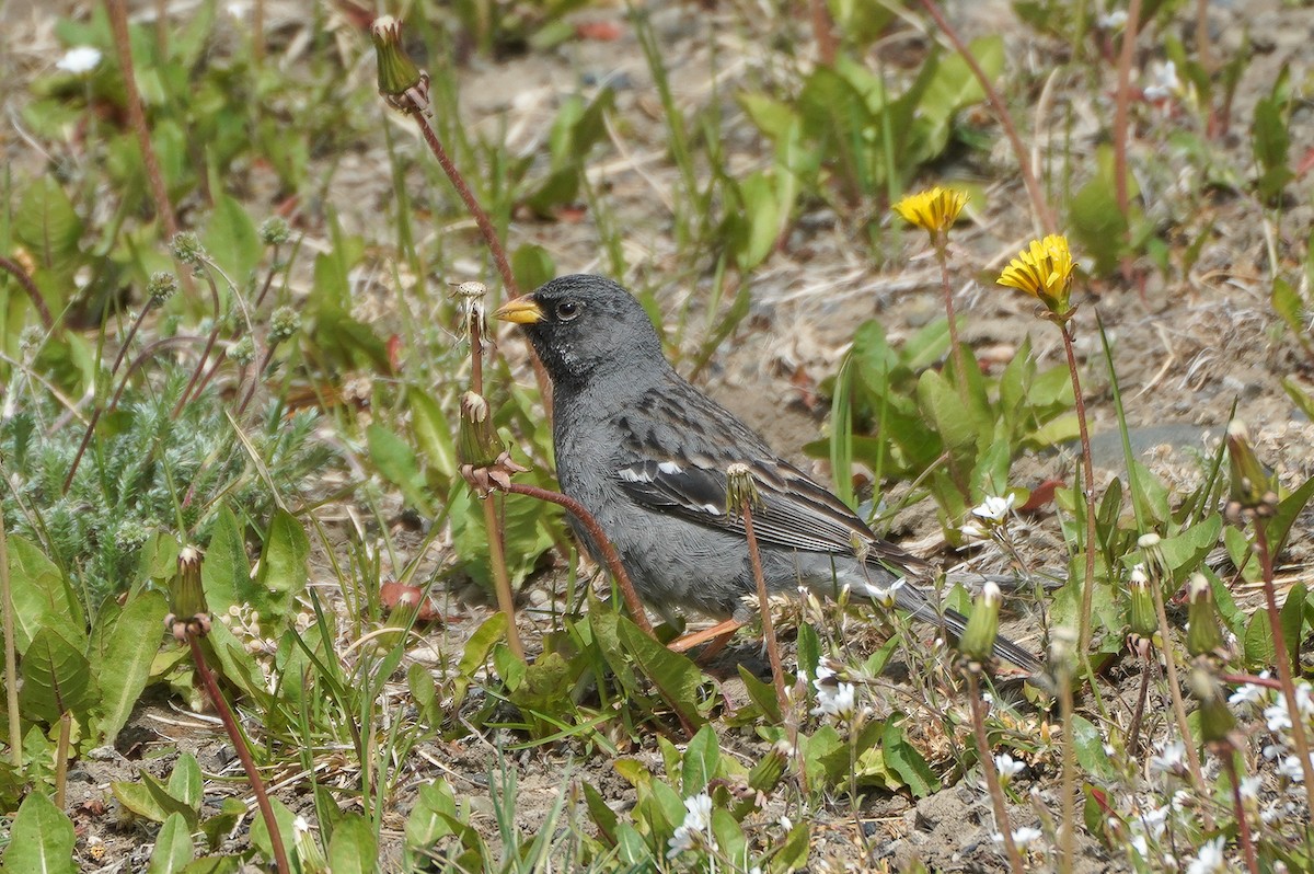 Mourning Sierra Finch - ML645685778