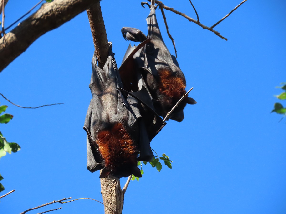 Black Flying-fox - ML645685779