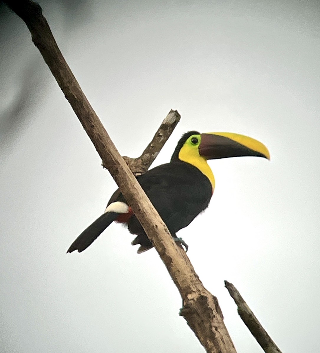 Yellow-throated Toucan (Chestnut-mandibled) - ML645685780