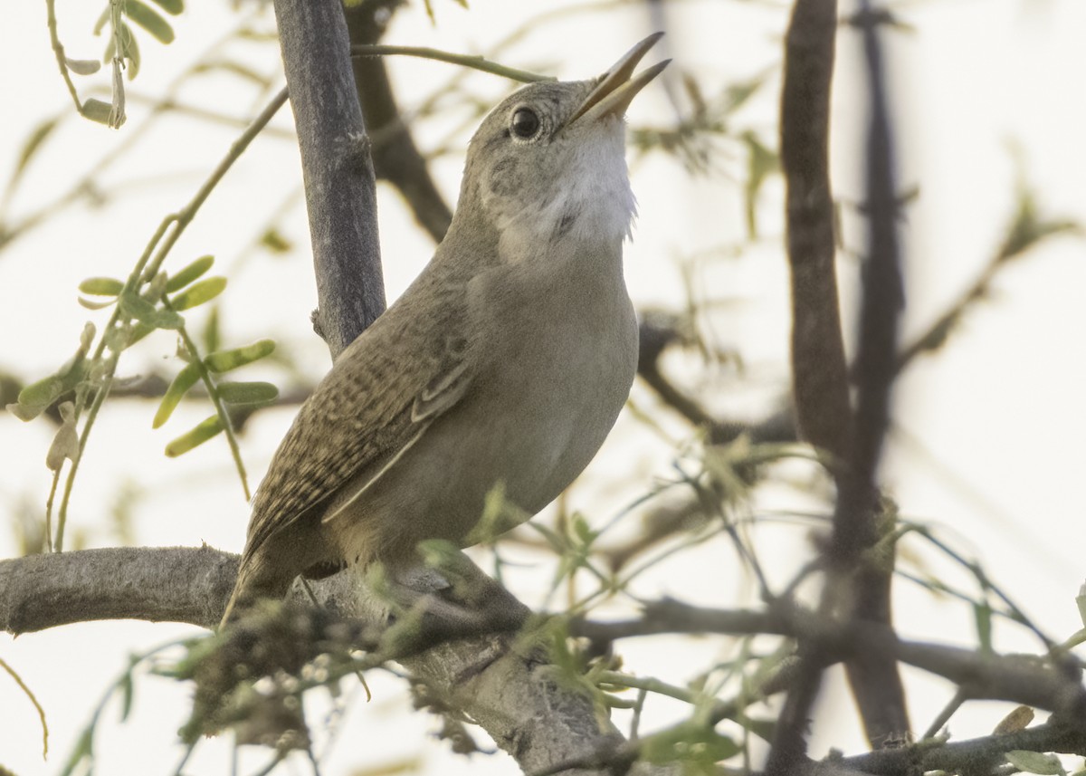 Southern House Wren - ML645685781