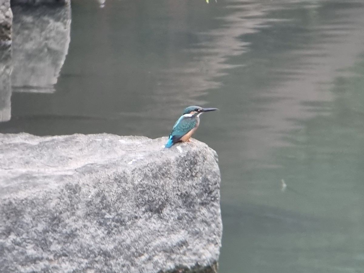 Common Kingfisher - ML645685784