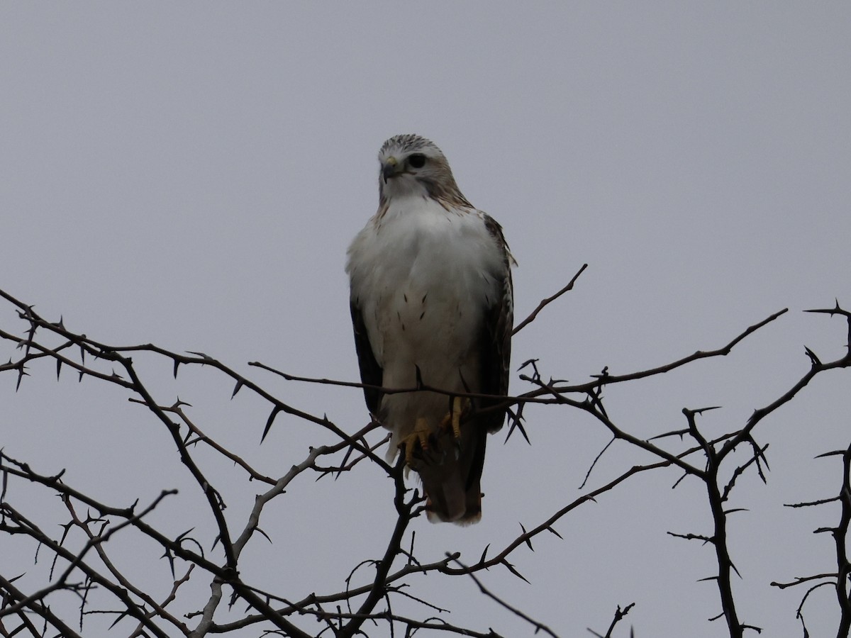 Red-tailed Hawk - ML645685793
