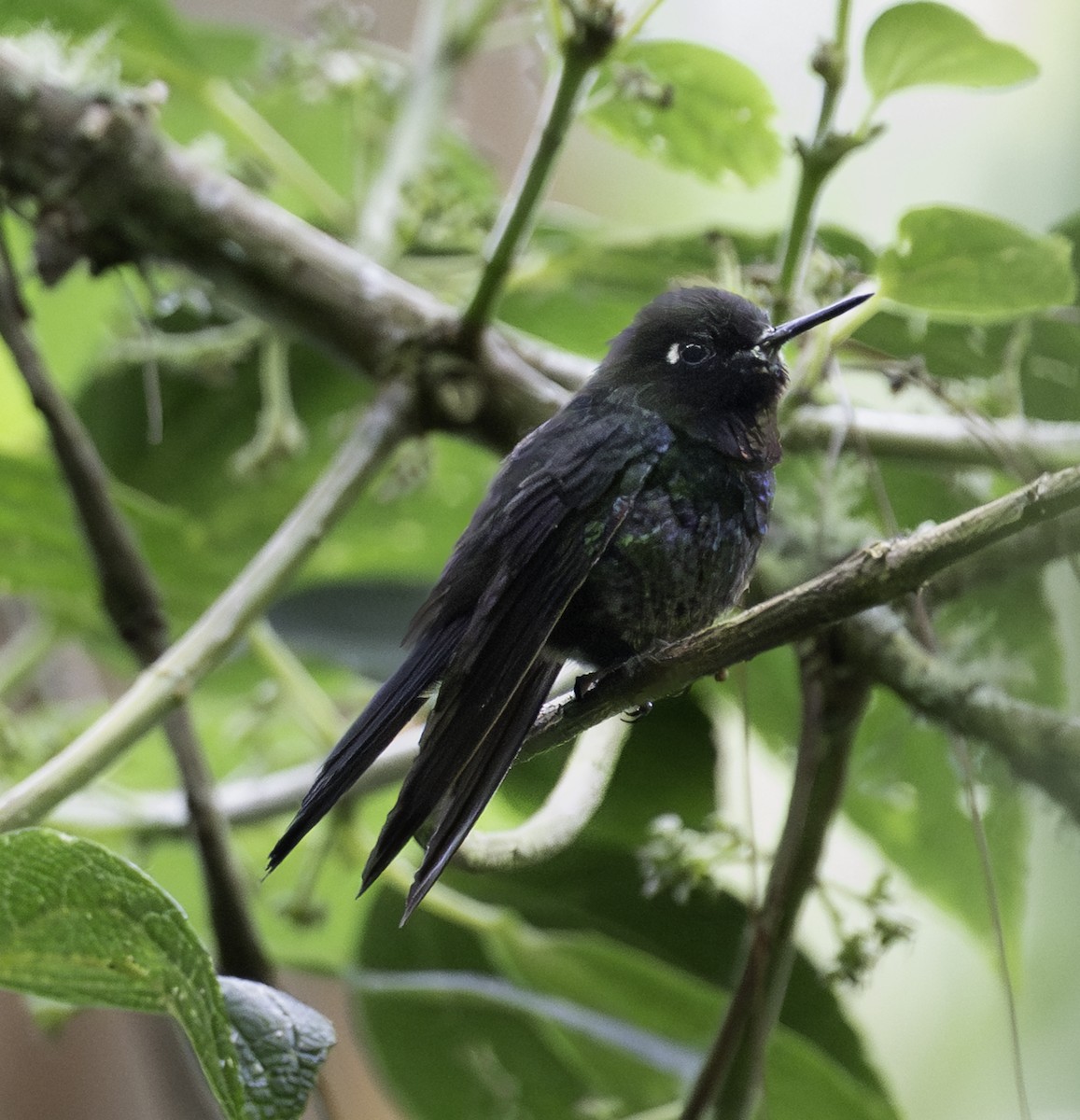 Tourmaline Sunangel - ML645685796