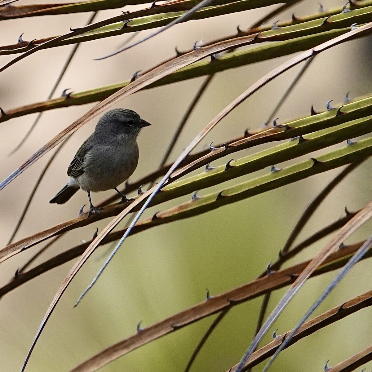 Ash-breasted Sierra Finch - ML645685797