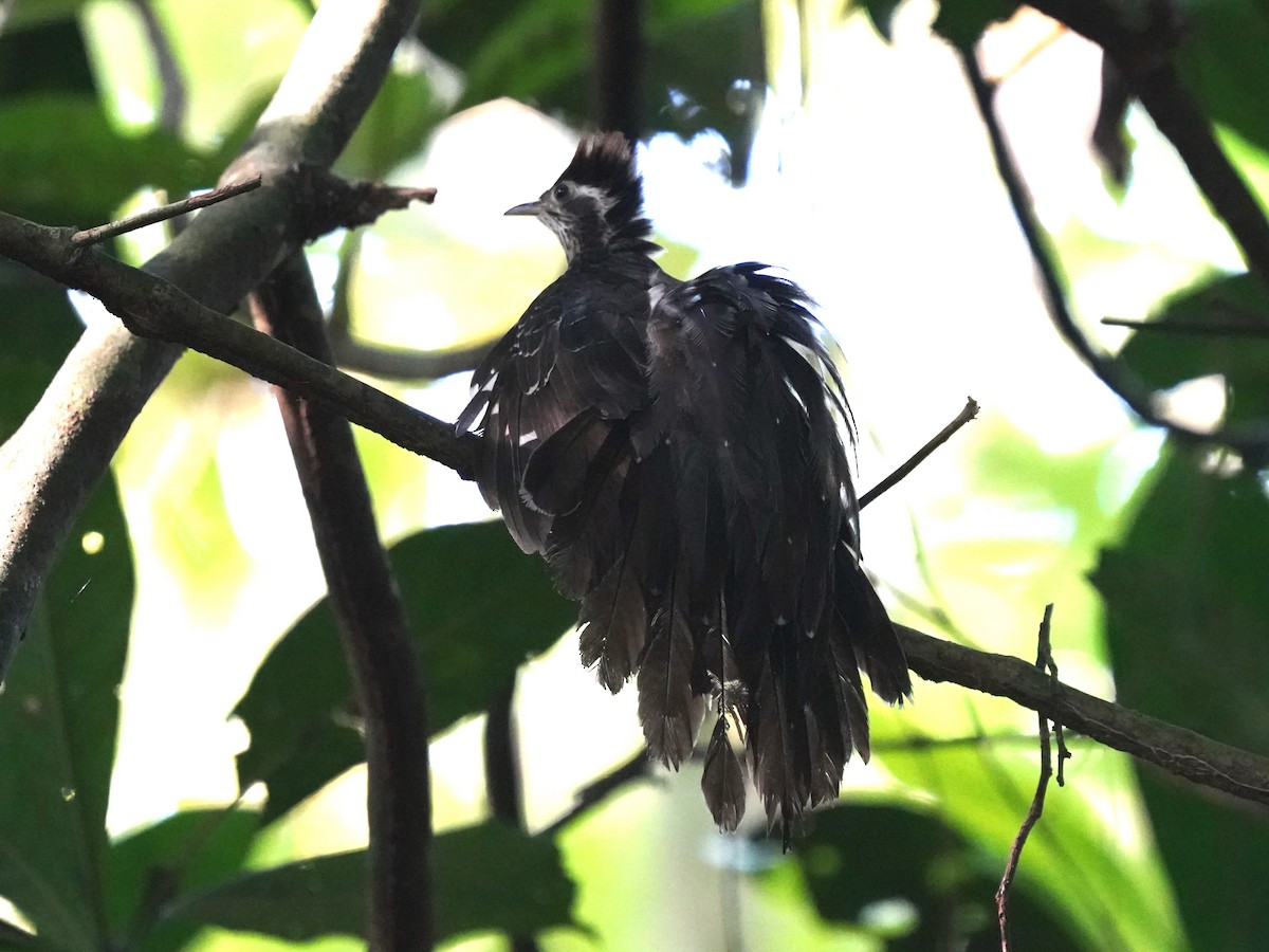Pheasant Cuckoo - ML645685798