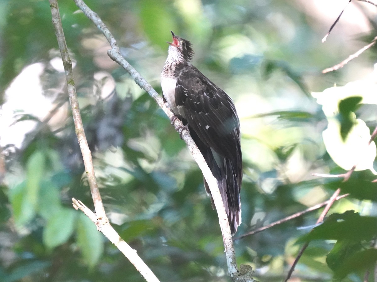 Pheasant Cuckoo - ML645685799
