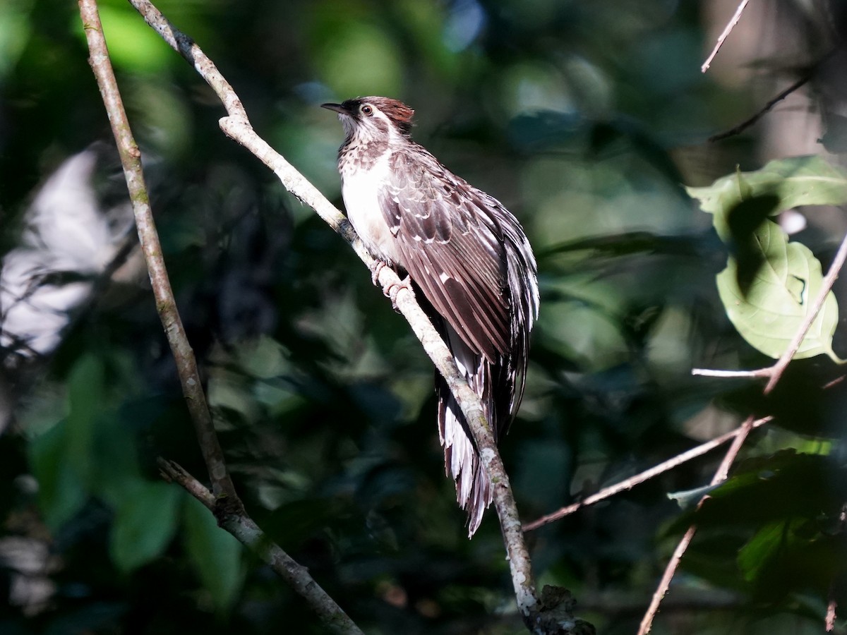 Pheasant Cuckoo - ML645685800