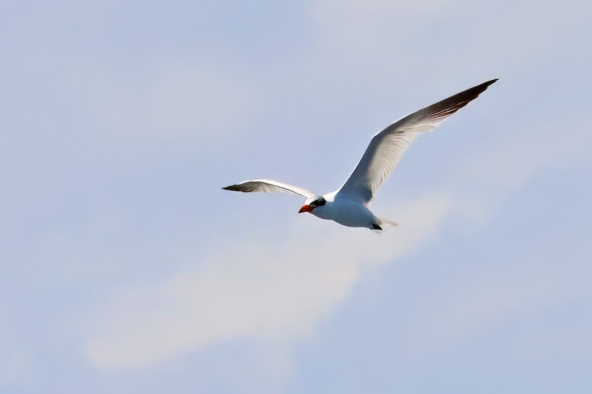 rybák velkozobý - ML645685801