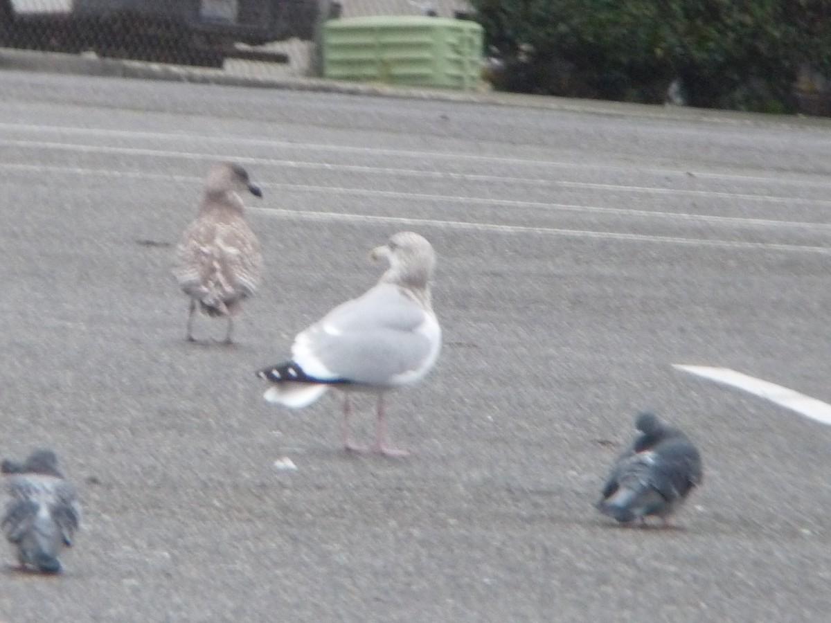American Herring Gull - ML645685807