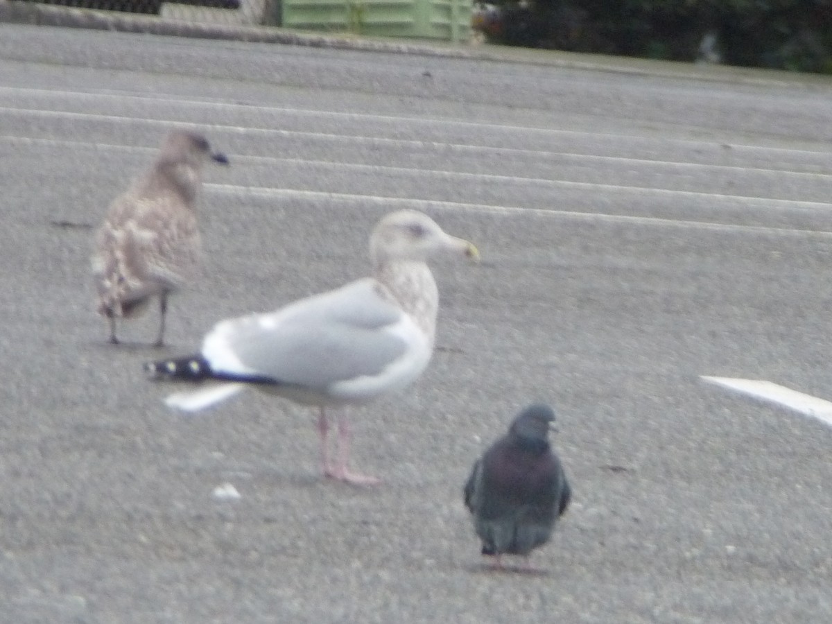 American Herring Gull - ML645685811