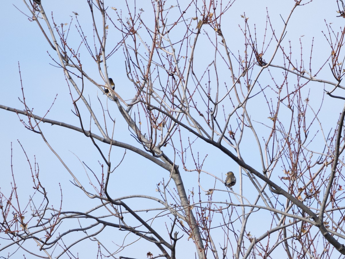 Evening Grosbeak - ML645685814