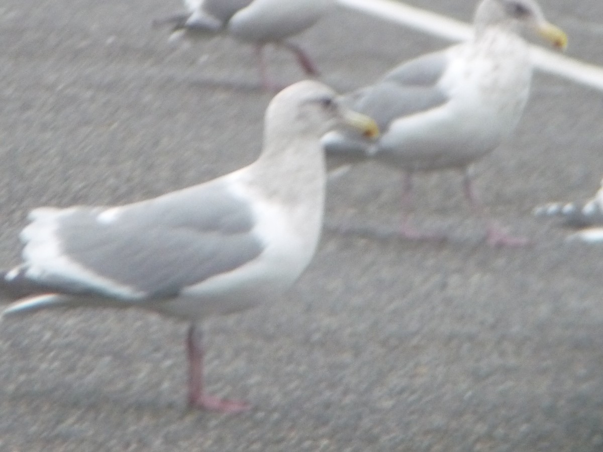 American Herring Gull - ML645685815