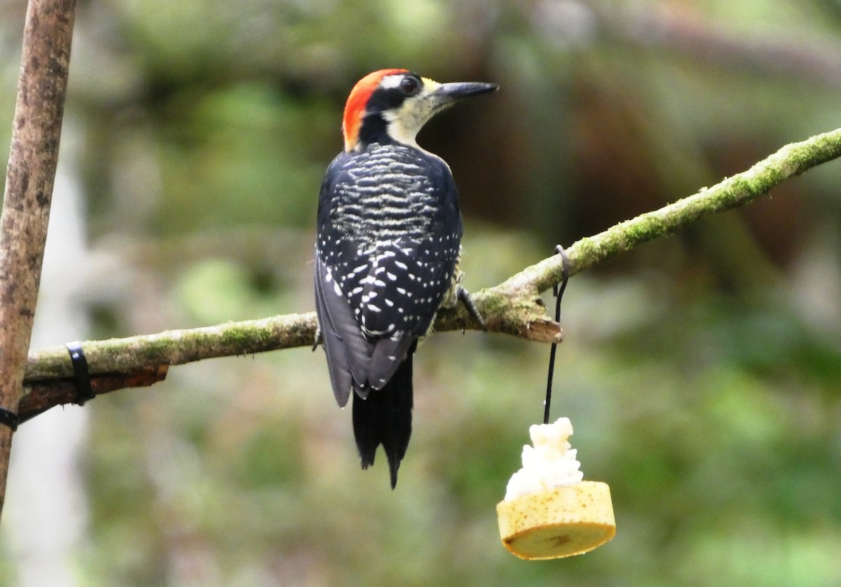 svartørespett - ML645685833