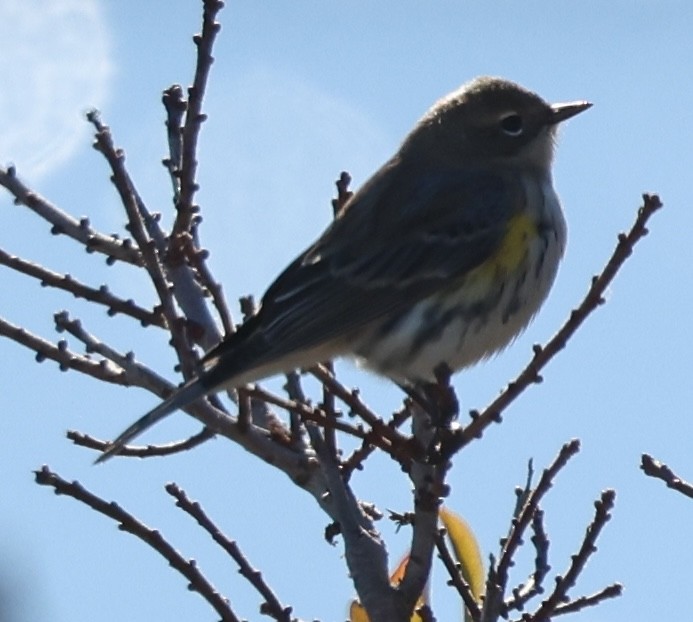 myrteparula - ML645685834