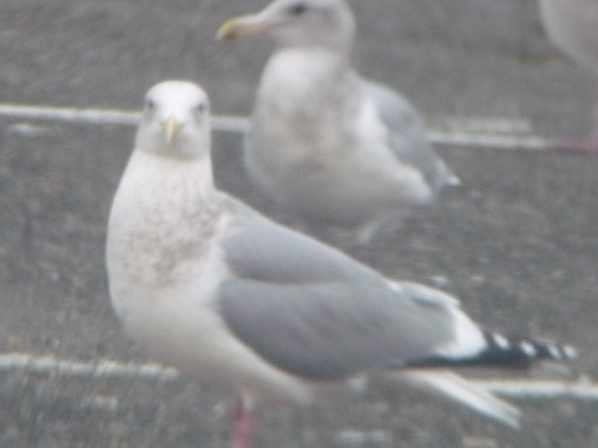 grønlandsmåke - ML645685839