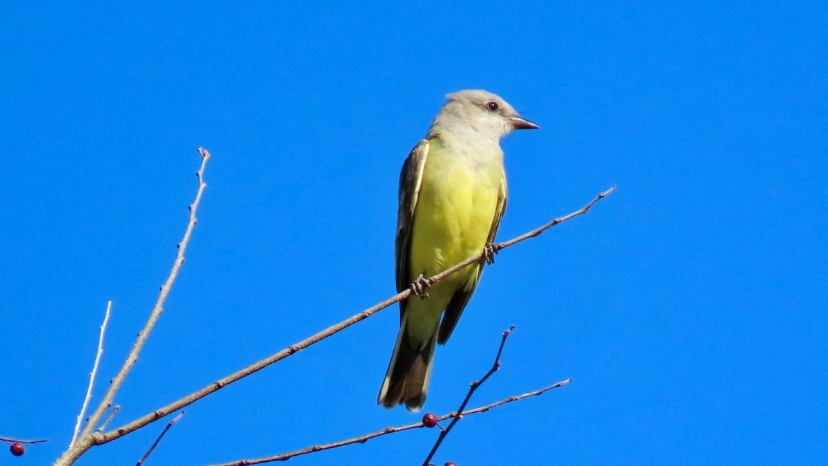 vestkongetyrann - ML645685841