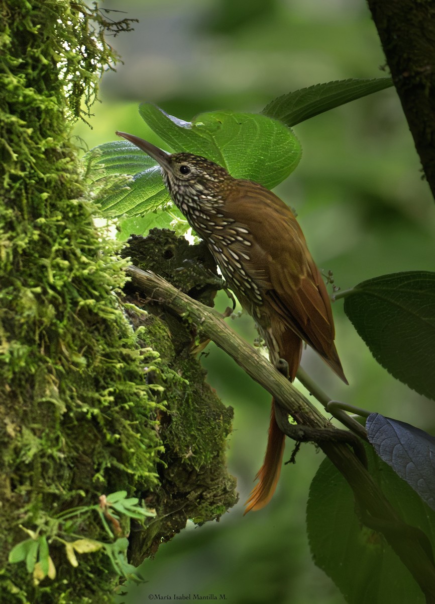 tåretreløper - ML645685842