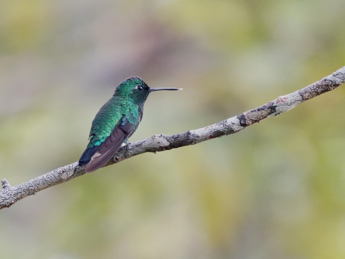 blåstjertsmaragd - ML645685843