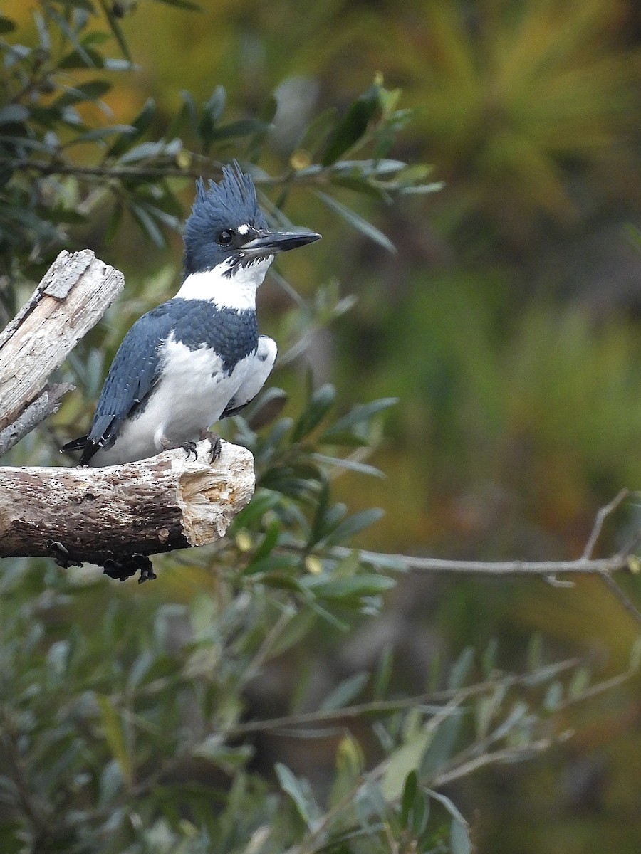 belteisfugl - ML645685844