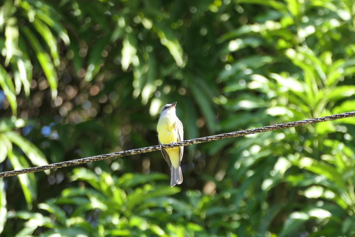 tropekongetyrann - ML645685847