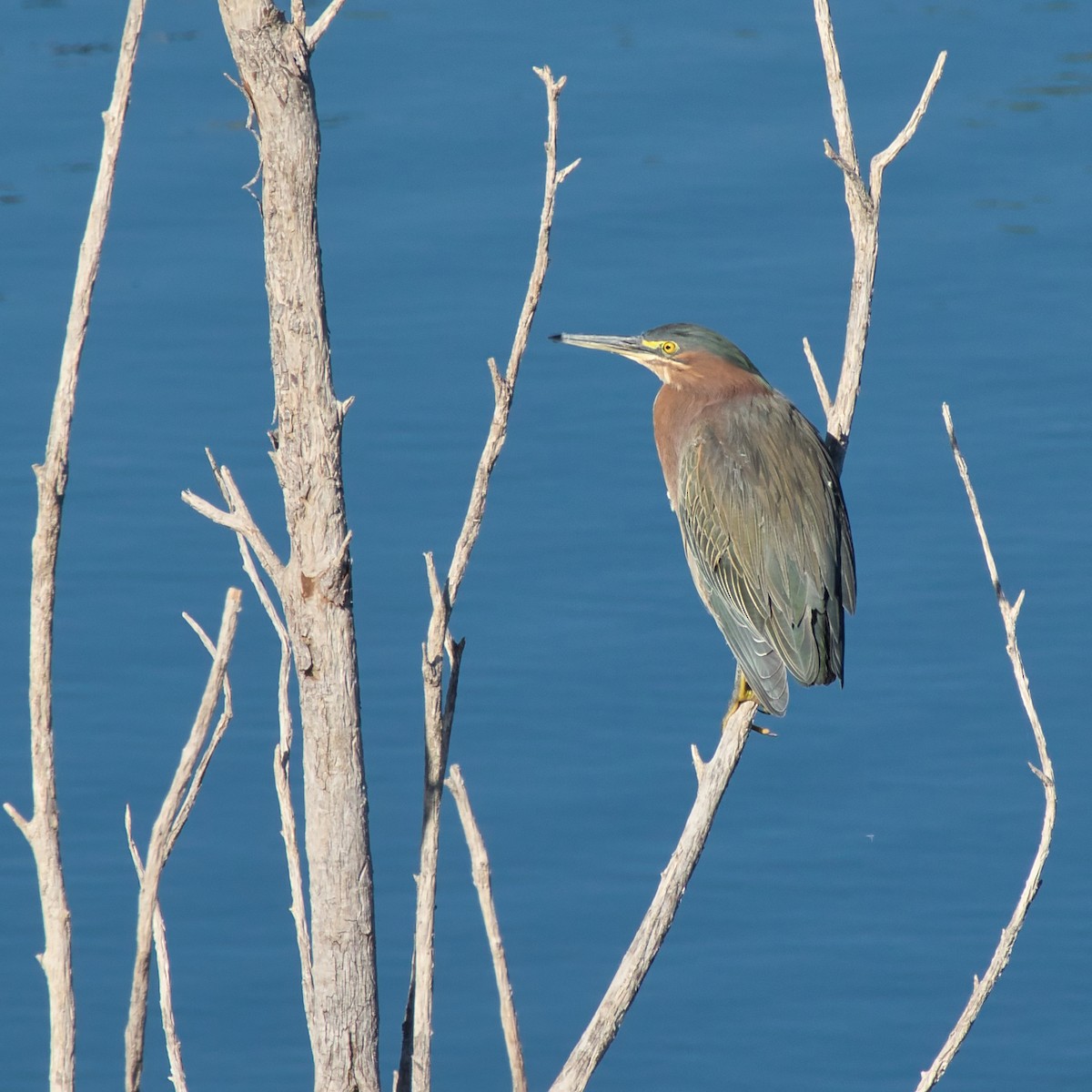 grønnrygghegre - ML645685848