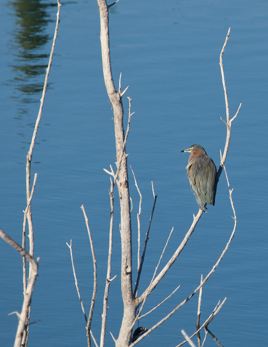 grønnrygghegre - ML645685850