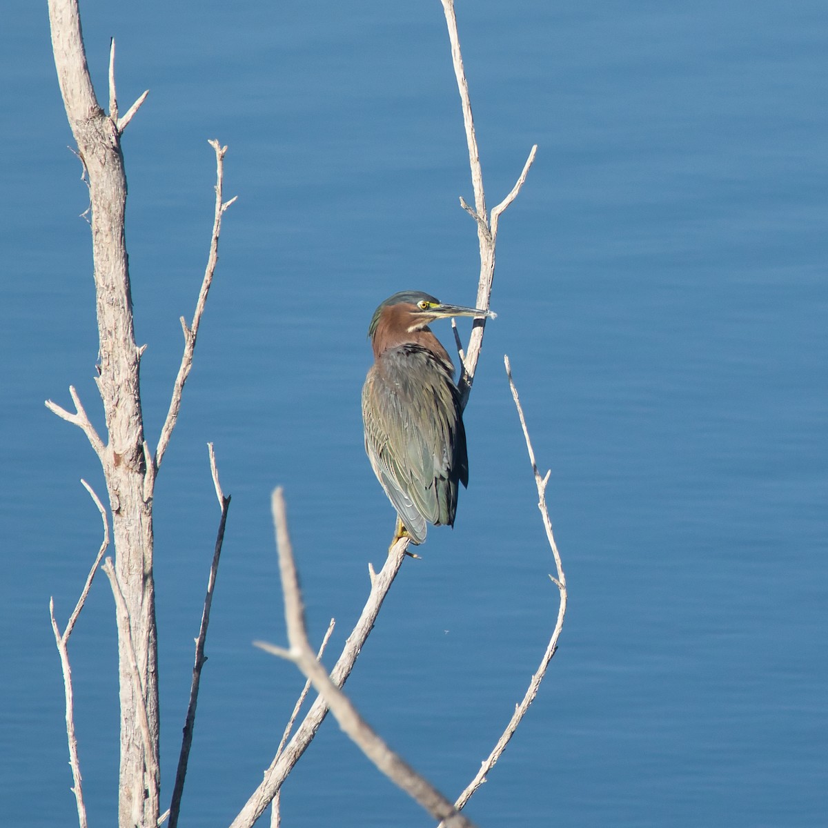 grønnrygghegre - ML645685851