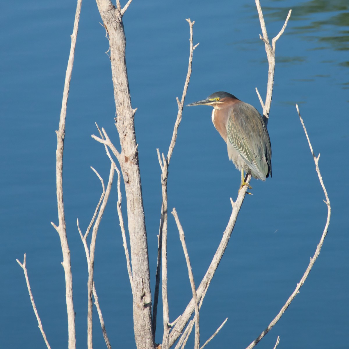 grønnrygghegre - ML645685852