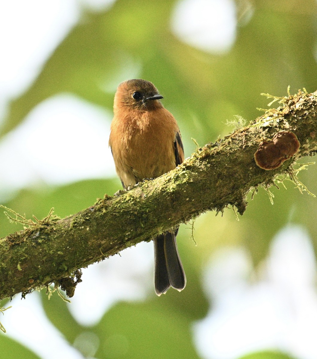 kaneltyrann - ML645685853