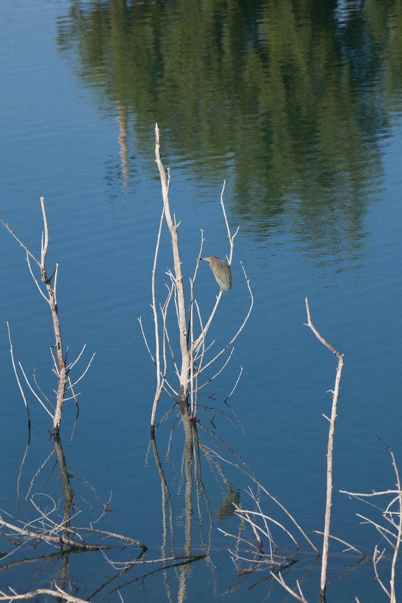 grønnrygghegre - ML645685854