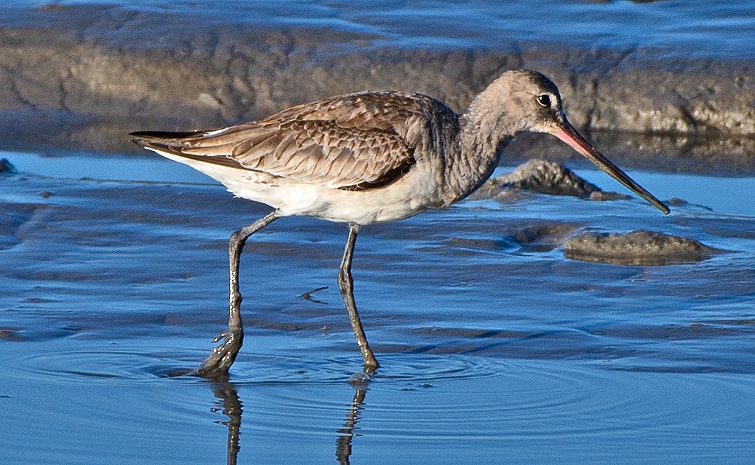 svartvingespove - ML645685855