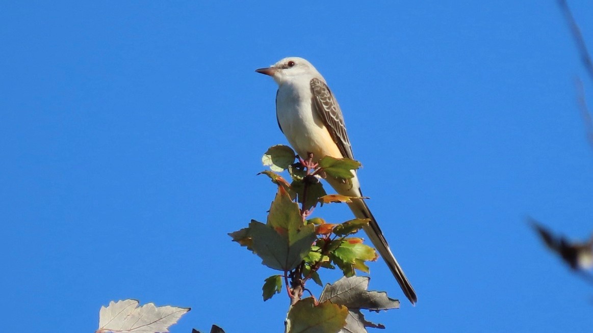 saksetyrann - ML645685857