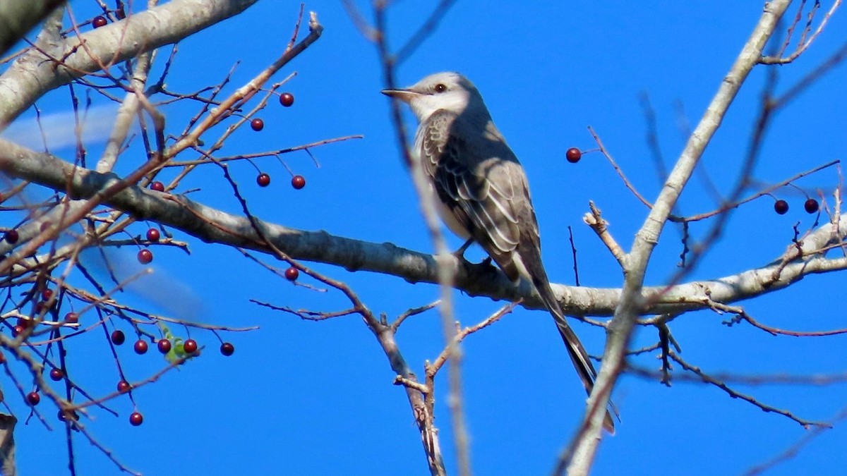 saksetyrann - ML645685858