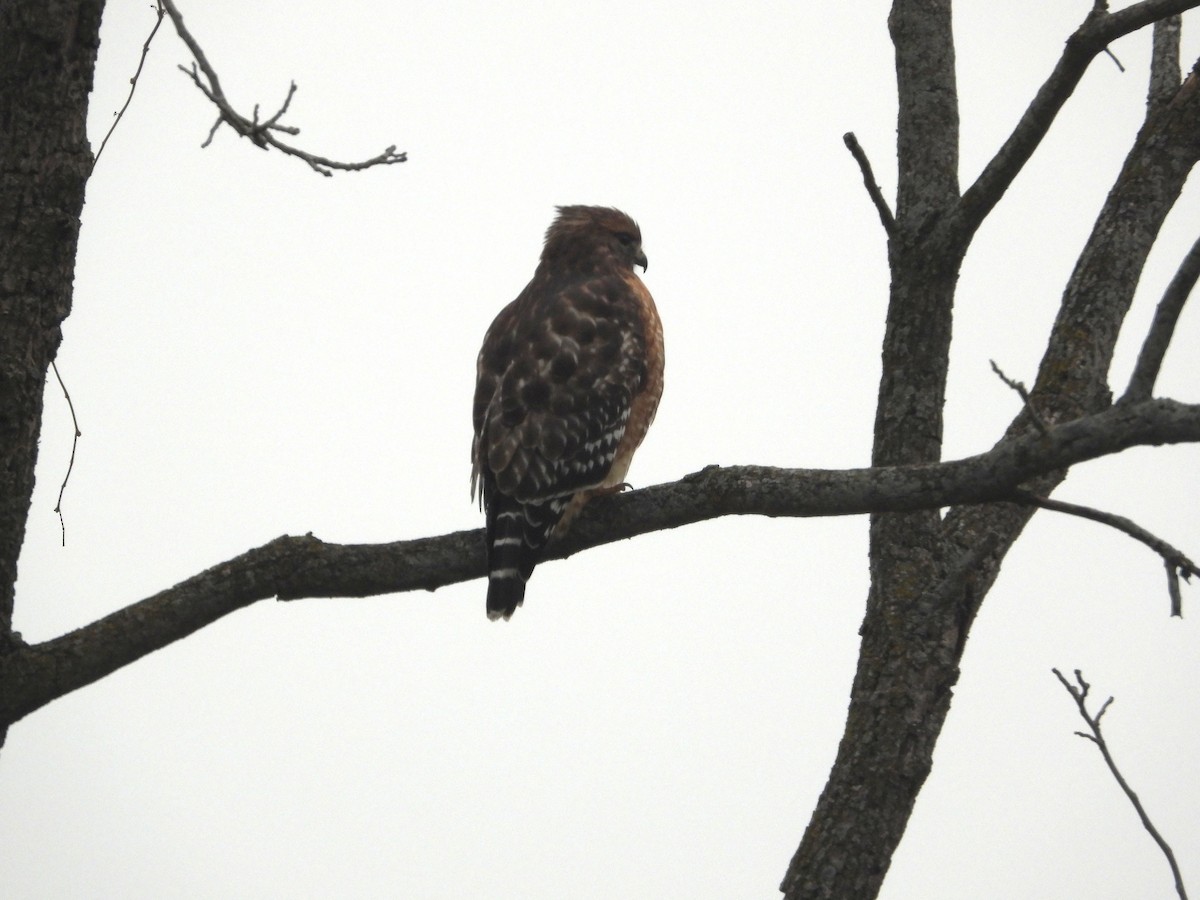 rødvingevåk - ML645685859