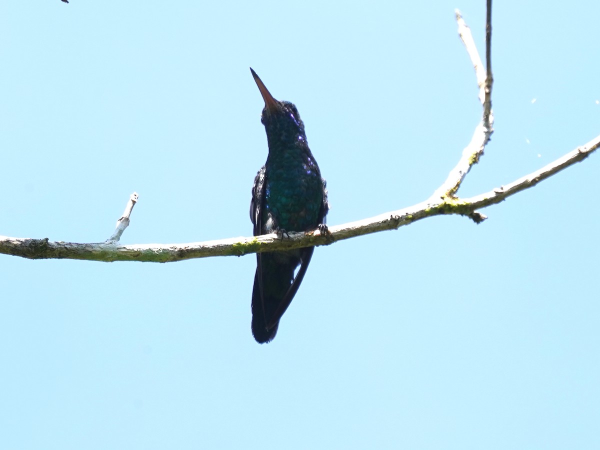 blåstrupesmaragd - ML645685862