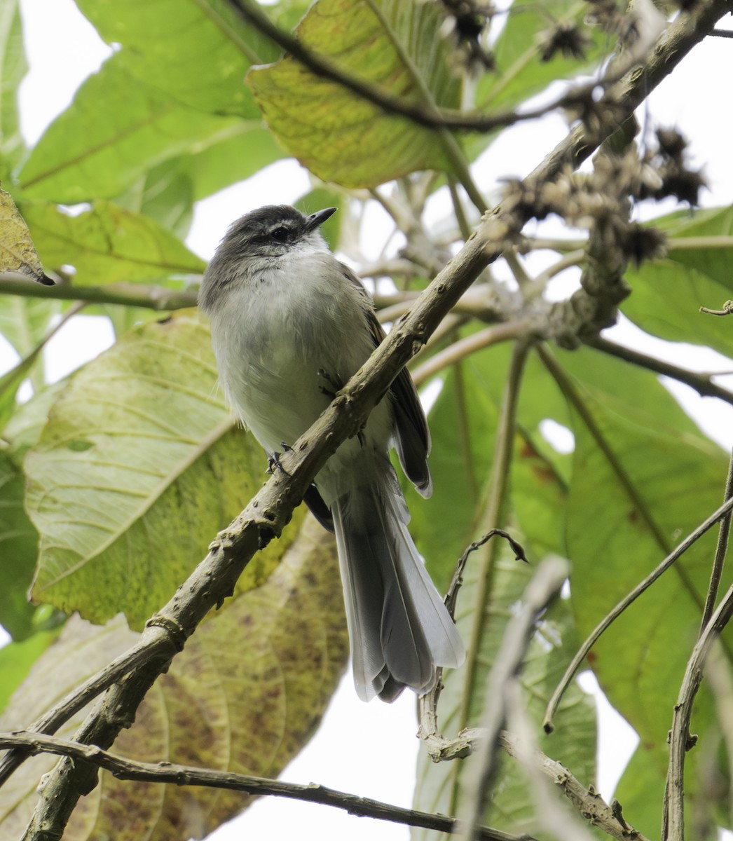 hvitstrupetyrannulett - ML645685865