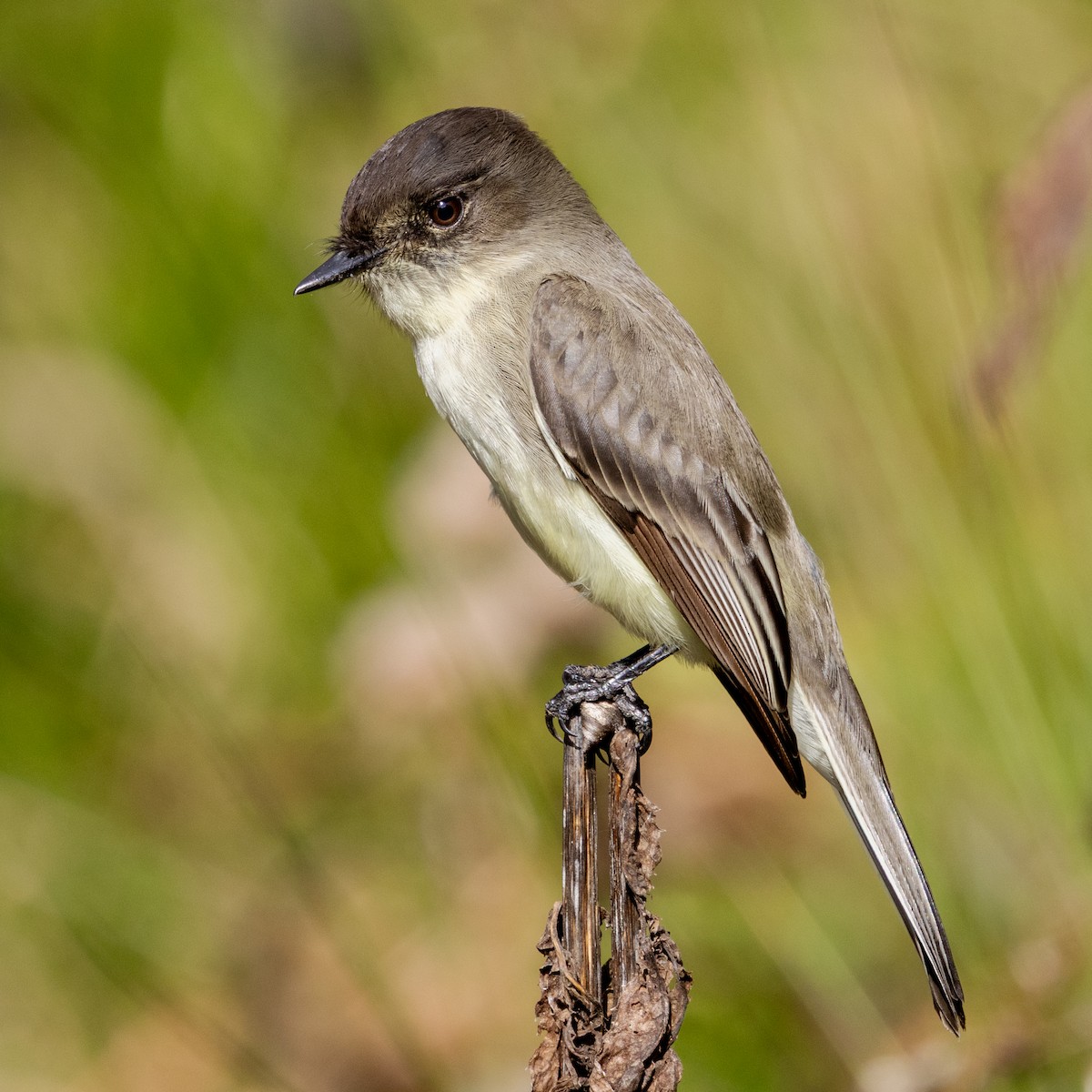 Eastern Phoebe - ML645685868