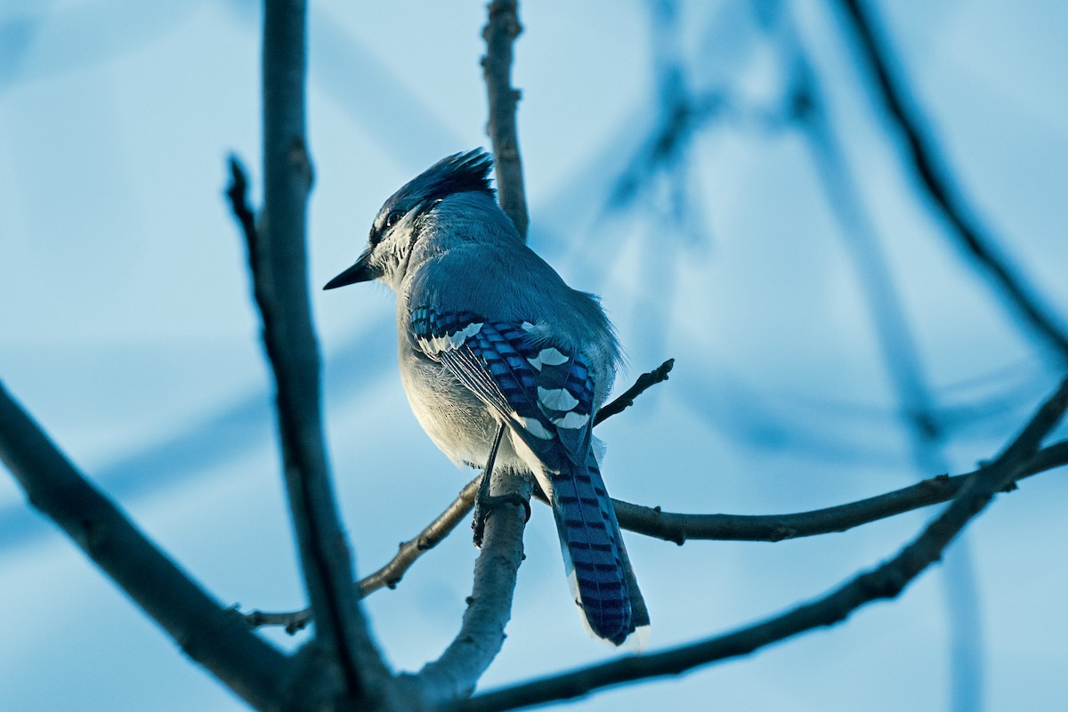 Blue Jay - ML645685872