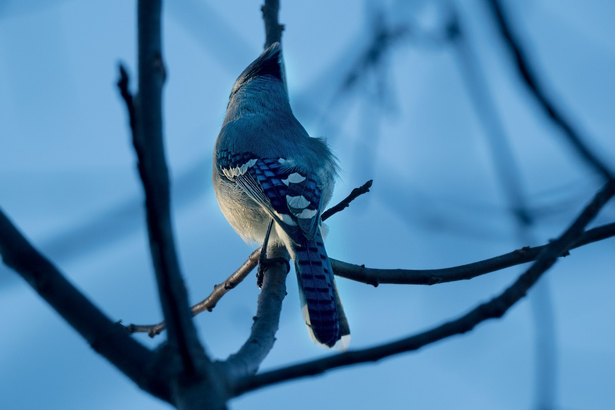 Blue Jay - ML645685873
