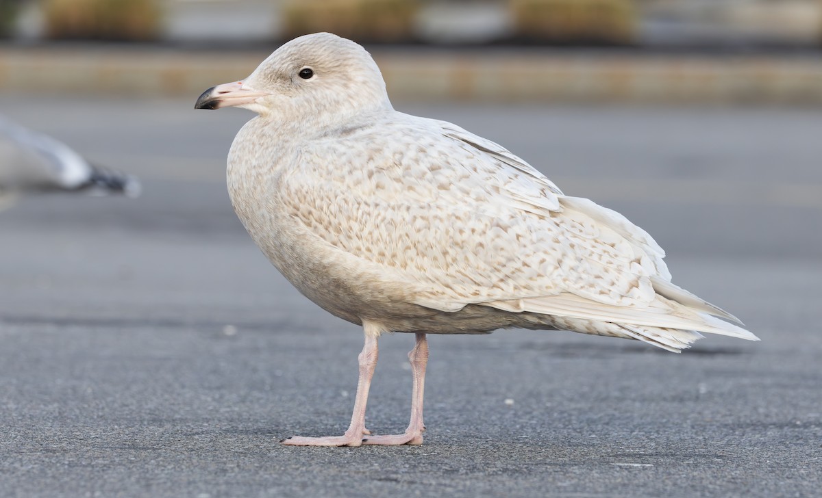 Glaucous Gull - ML645685886