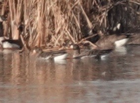 Greater White-fronted Goose - ML645685890