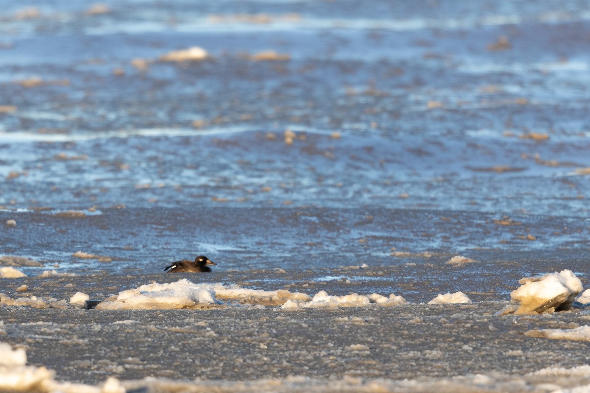 White-winged Scoter - ML645685893