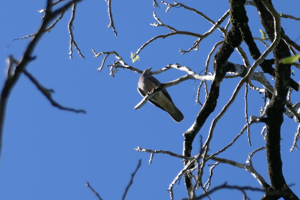 Paloma Colorada - ML645685894