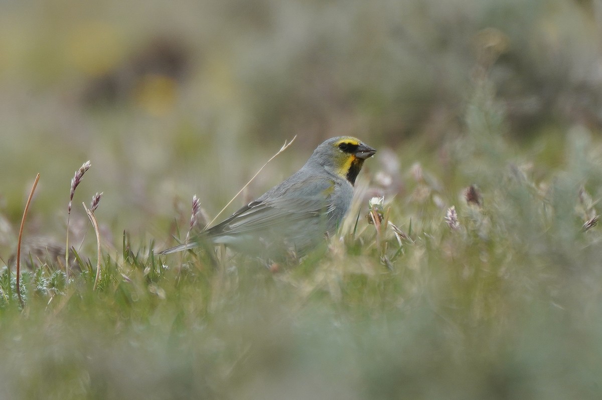 Yellow-bridled Finch - ML645685895