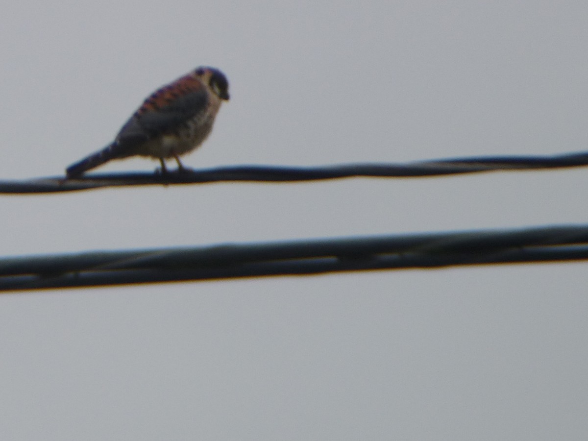 American Kestrel - ML645685902