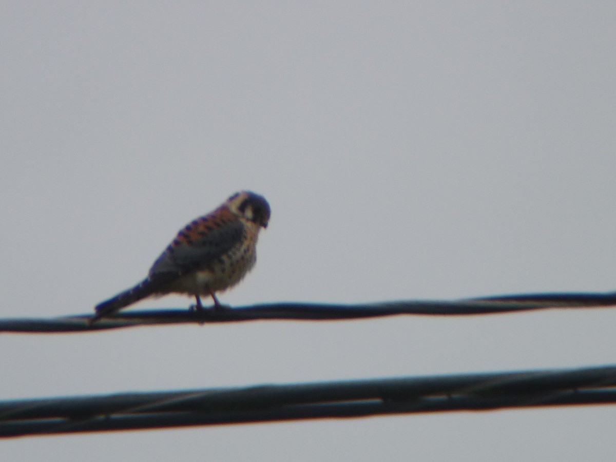 American Kestrel - ML645685903