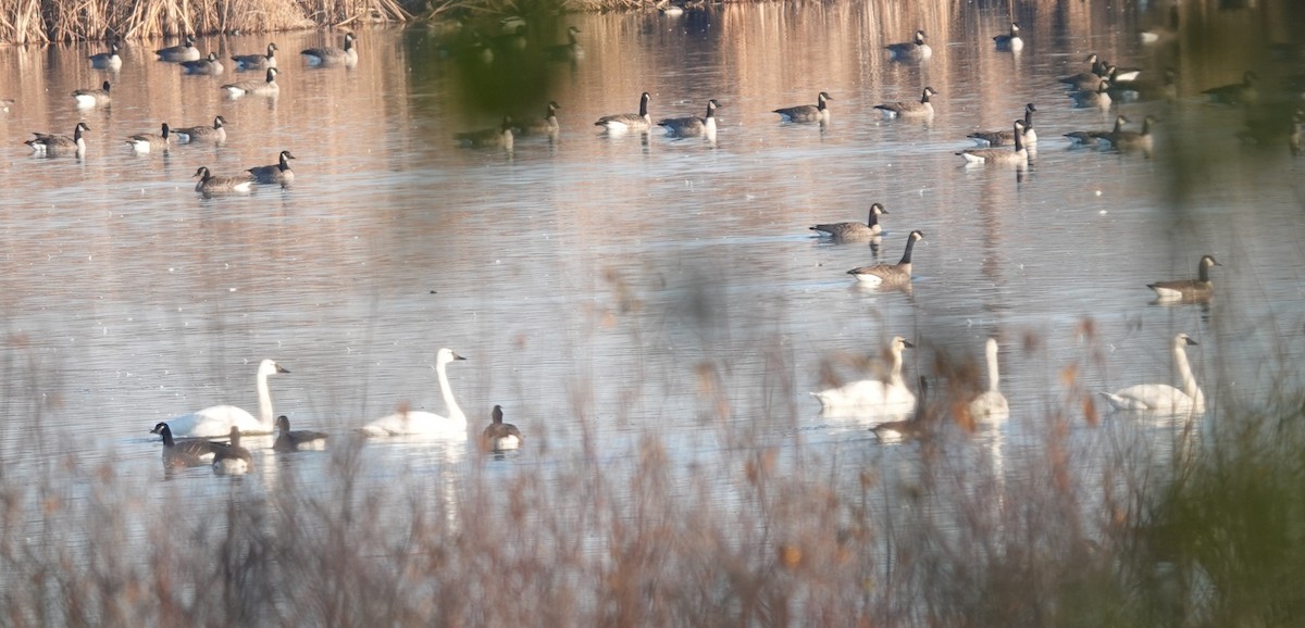 Tundra Swan - ML645685905