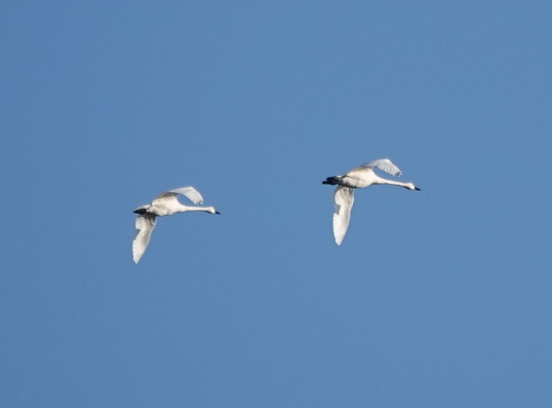 Tundra Swan - ML645685911